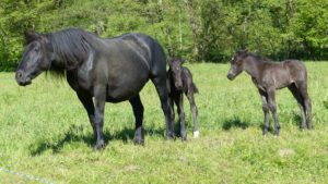 Źródła wód siarkowych w Mérens les Vals